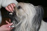 BROSSAGE DENTS 055
